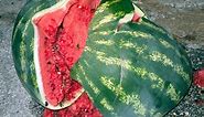 When Bad Watermelons Explode on Good People