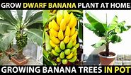 How to grow DWARF BANANA PLANT at Home | Growing Banana Trees in Pot | Dwarf Banana Farming