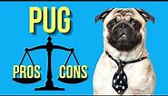 Pug Pros and Cons ( A Must Watch for New Potential Pug Owners )