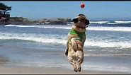 Flying Beach Pugs