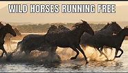 Wild Horses Running Free | With Beautiful Iceland Horses