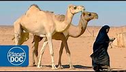 The Greatest Desert | Nomads of the Sahara