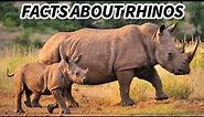 Rhino Facts: the LIVING UNICORN 🦄 Animal Fact Files