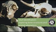 Skull Identification: Exploring bone structures and animal adaptations