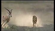 How a Cheetah Uses its Tail for Balance During a Chase