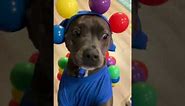 Pitbull Goes Viral for Creative "Ball Pit" Halloween Costume