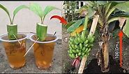 Remarkable Skill how to grow Banana from banana fruit with water