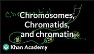 Chromosomes, Chromatids, Chromatin, etc.