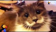 Hipster Cat Has The COOLEST Mustache | The Dodo