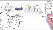 Tonsils - Clinical Anatomy (Palatine, lingual, tubal, adenoids)
