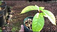 Growing MOUNTAIN APPLE (from seed) update