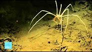 Creatures of the Deep | Sea Spider