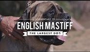 ALL ABOUT THE ENGLISH MASTIFF THE WORLD'S LARGEST DOG