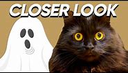You'll Believe Cats Can See Ghosts After Watching This