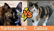 Calico Cat vs Tortoiseshell: Top 10 Differences of Feline Beauty!