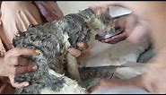 HOW To TREAT SCABIES IN CATS AT HOME(ANIMALRESCUE)(ANIMALAIDS)