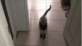 The sweetest most adorable Siamese cat meow