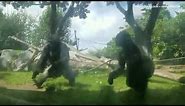 Aggressive gorilla cracks glass at the San Diego Zoo