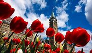 Canadian Tulip Festival - Ottawa 2022 4K