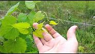 How To Grow And Train Wild Grapes - Invasive Permaculture