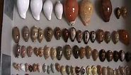 My seashells collection / Ma collection de coquillages (cypraea, conus, cowries, murex...)