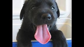 Cutest puppy EVER (Black Lab)