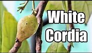 SCARLET CORDIA (Cordia sebestena) Fruit Review - Weird Fruit Explorer in The Seychelles