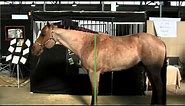 The Basics of Horse Conformation - Purdue YDAE