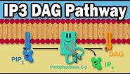 IP3 DAG Calcium Pathway