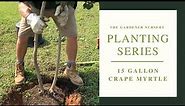 How to Plant a 15 Gallon Crape Myrtle