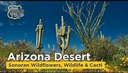 Arizona Desert Cacti, Wildflowers & Wildlife