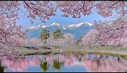[4K] 六道堤の桜 - Cherry Blossoms at Rokudo Bank - (shot on Samsung NX1)