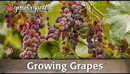 Growing Table and Wine Grapes Organically