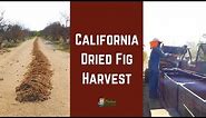 How Figs Are Dried & Harvested In The Field