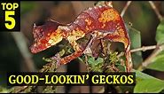 Top 5 Coolest Looking Geckos for World Lizard Day!