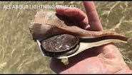 All About Lightning Whelks! What do lightning whelks eat? How big do lightning whelks get?