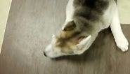 Husky puppy cries when called a crybaby
