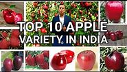 Top 10 apple variety in India, apple variety, seb ka business, deepak Shukla, annadata kisan