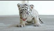 Cute Baby Tiger Videos To Make You Smile - Tiger Cubs Are Awesome