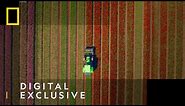 Tulip Farm Timelapse in Netherlands | Europe From Above | National Geographic UK