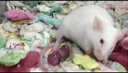 White Mouse Giving Birth - The Miracle of Life