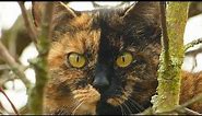 Kočka domácí - The domestic cat (Felis silvestris f. catus) - Chiméra/Chimera?