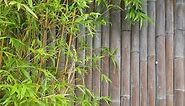 How To Grow And Care For Clumping Bamboo (Bambusa) - Bunnings Australia