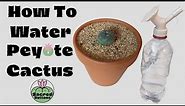How To Water Peyote Cactus