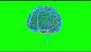 Brain Rotating with Green Screen || Green Screen Gallery || Free To Use || HD