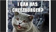 What does ‘I can has cheezburger’ meme mean? Viral cat trend’s origin explored