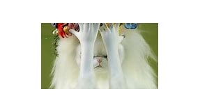 Spring Blossom Persian Cat Room Guardian for Auction! Bid. here! https://www.ebay.com/itm/325577842306 | Anya Boz