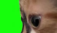 Kitten Stare With Trumpet Music Meme | Green Screen #cat #kitten #meme #elgato #cats #cute #fyp #viral