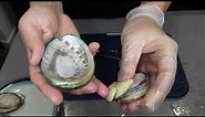 How to cook fresh Abalone - Chinese Style