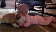 Bulldog puppy kissing the baby